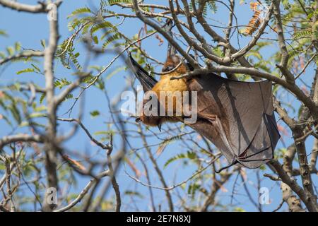 Große indische Fruchtblatte (Pteropus giganteus), auch bekannt als der indische fliegende Fuchs, ) hängend in einem Baum bei Tageslicht.