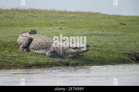 Marsh Krokodil (Crocodylus palustris), auch als das indische oder Räuber Krokodil Stockfoto