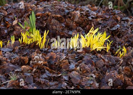 Chlorose (Vergilbung) von Narzissen, die mit tiefem Blattstreu bedeckt wurden, während sie wachsen und ihnen das Sonnenlicht entziehen - Schottland, Großbritannien Stockfoto