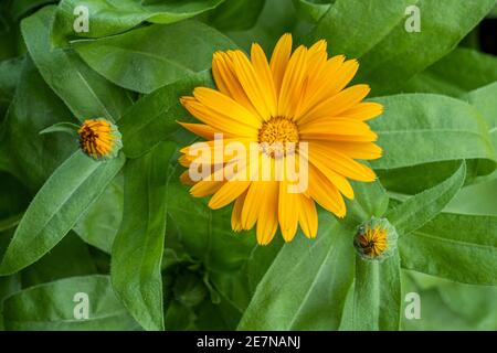 Orange Ringelblume in Blüte. Calendula officinalis. Stockfoto