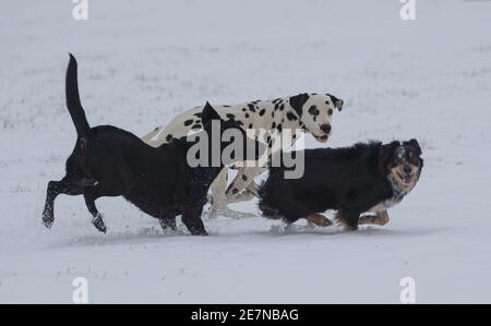 Labrador, ein dalmatiner, und Border Collie spielen auf einem verschneiten Feld Stockfoto