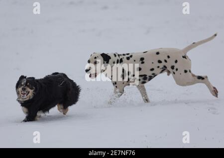 Dalmatiner und Border Collie spielen auf einem verschneiten Feld Stockfoto
