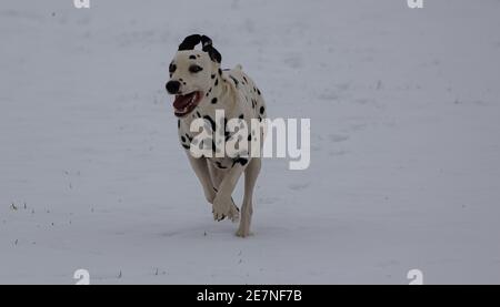 Dalmatiner laufen auf einem verschneiten Feld Stockfoto