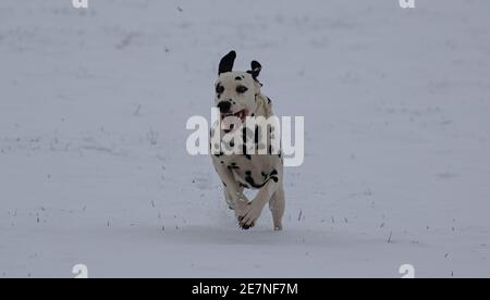 Dalmatiner laufen auf einem verschneiten Feld Stockfoto