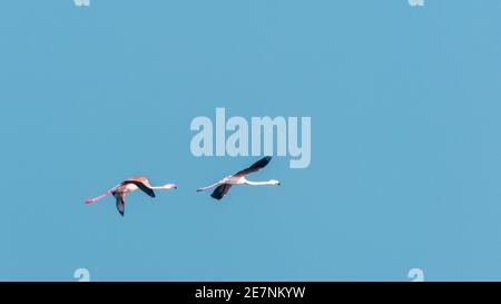 Rosa Flamingos im Flug am blauen Himmel Stockfoto