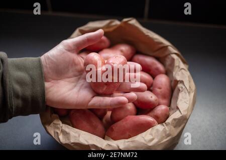 Hand hält Kartoffel in Herzform, Lustiges, unnormales Gemüse Stockfoto