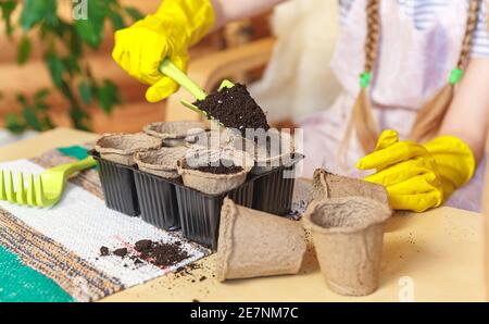 Gärtnermädchen. Der Prozess der Pflanzung von Setzlingen in Torftöpfen. Stockfoto