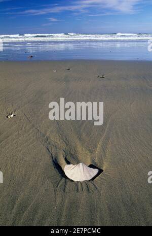 Gebrochener Sanddollar am Heceta Beach, Harbor Vista County Park, Florence, Oregon Stockfoto