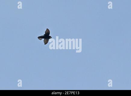 Little Swift (Apus affinis) Erwachsener auf Flug St. Lucia, Südafrika November Stockfoto