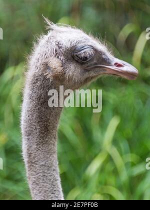 Seitenansicht Porträt eines Straußes (Struthio Camelus) Stockfoto