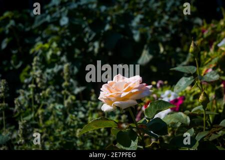 Weiche pfirsichfarbene Rosenblüte, die im Garten blüht. Stockfoto