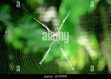 Spider macht sich sein eigenes Zuhause Stockfoto