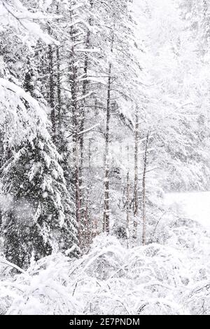 Starker Schneefall landet auf Montpelier, VT, New England, USA. Stockfoto