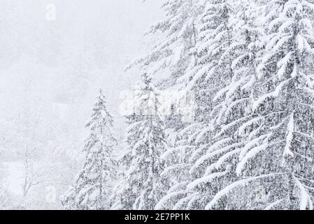 Starker Schneefall landet auf Montpelier, VT, New England, USA. Stockfoto