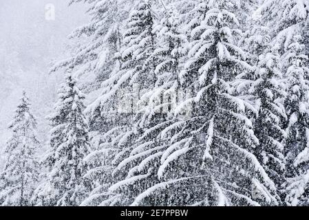 Starker Schneefall landet auf Montpelier, VT, New England, USA. Stockfoto