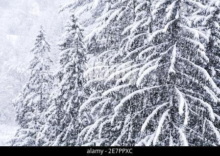 Starker Schneefall landet auf Montpelier, VT, New England, USA. Stockfoto