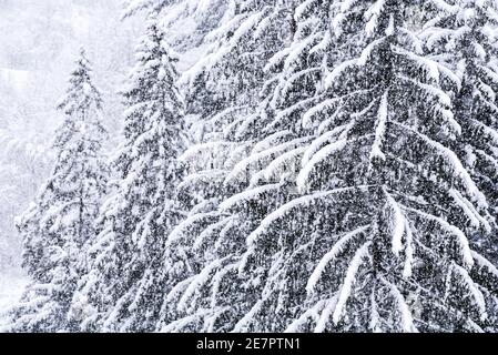 Starker Schneefall landet auf Montpelier, VT, New England, USA. Stockfoto