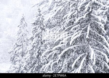 Starker Schneefall landet auf Montpelier, VT, New England, USA. Stockfoto