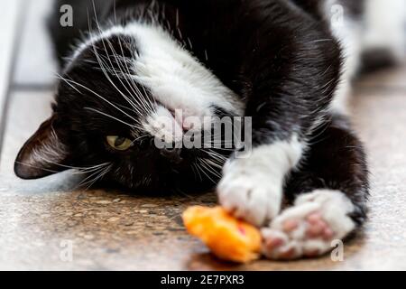 Eine verspielte schwarze und weiße Katze, die sich ausbreitet, um sie zu erreichen Ein Spielzeug Stockfoto