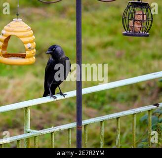 Dohlen sitzt auf Geländern und sehen Vogelfutteroptionen Stockfoto