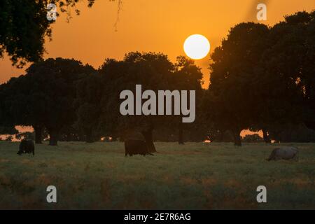 Herde weidender Rinder in der spanischen Dehesa bei Sonnenuntergang, Salamanca, Spanien Stockfoto