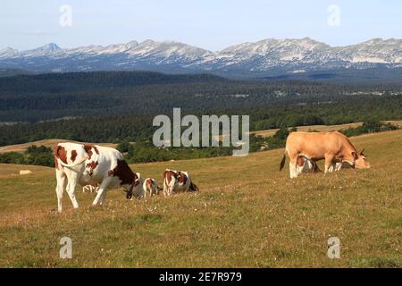 Mit dem Vercors im Hintergrund grast eine kleine Herde Kühe auf der großen Wiese des Bergs Beure, einem Sommer-Weidegebiet (Vercors, Frankreich) Stockfoto
