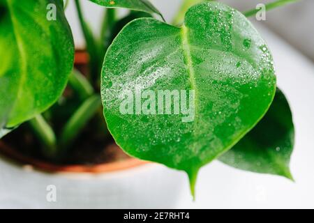 Intakte kleine Boden monstera Blatt, mit winzigen Wassertröpfchen auf der Oberfläche bedeckt Stockfoto