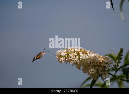 Detaillierte Nahaufnahme einer Kolibri-Falkenmotte (Macroglossum stellatarum), die sich an weißen Blüten des buddleja Buddleia Buschbusches ernährt Stockfoto