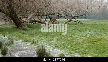 Ein massiver umgestürzter Baum mit eisbedeckten Ästen, die sich ausbreiten Das gefrorene Feld darunter und der Nebel, der aus dem angrenzenden aufsteigt Fluss Avon in Wiltshire Stockfoto