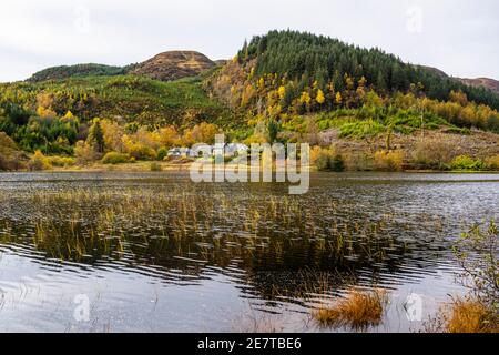 Blick über das Reedbed am Loch Chon in den Trossachs, Schottland, Großbritannien Stockfoto