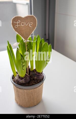 Hyazinthe Blume Sprossen und handgemachte Leinwand Herz mit Liebe Nachricht und Bogen in einem Topf. Grußkarte zum Valentinstag. Stockfoto