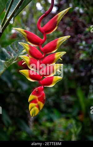 heliconia, hängende Hummerklaue, Heliconia rostrata, rot; gelb; Bracts; bunt, Wildblume, tropische Pflanze; zieht Bestäuber an; Insekten, Süd A Stockfoto