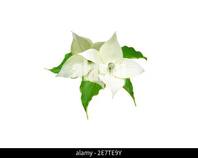 Dogwood Baum grünlich weiß vier Blütenblätter Blüten und Blätter isoliert auf weiß. Cornus kousa. Stockfoto