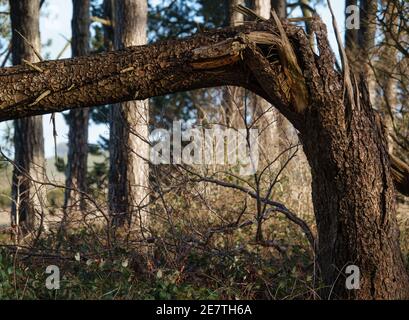 Ein geknickter Tannenstamm, der bei 90 Grad umgebogen ist In einem Waldhintergrund Stockfoto