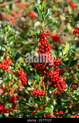 Ein Stechbusch voller Beeren für die Vögel und für Weihnachtsdekorationen - Chichester, West Sussex, England, UK Stockfoto