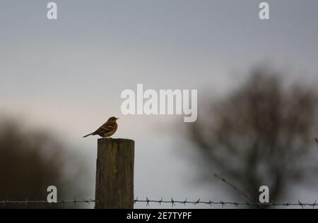 Ein Winter Meadow Pipit auf einem Zaunpfosten thront Stockfoto