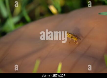 Nahaufnahme Makrogelbe Fliege auf einem großen braunen Feldpilz Stockfoto