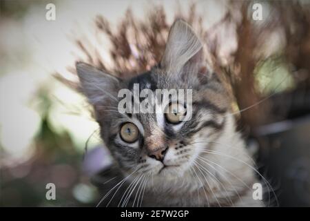 Der junge Tiger zog sich das Kätzchen mit durchsuchenden gelben Augen aus, was ein Streuner war und vom Feline Network des SLO County in CA gerettet wurde Stockfoto