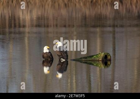 Ein Paar Weißkopfseeadler bei British Columbia Kanada; nordamerikanisch Stockfoto