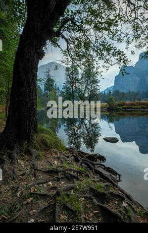 Bäume stehen am Merced River, der durch den Yosemite National Park fließt Stockfoto