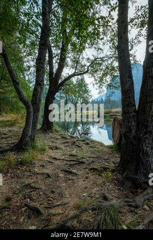 Bäume stehen am Merced River, der durch den Yosemite National Park fließt Stockfoto