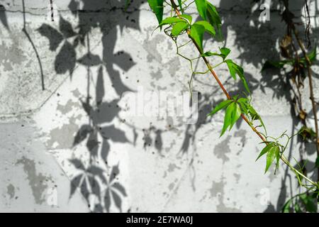 Virginia Creeper Rebe wächst auf einer weißen Wand im Sommer Parthenocissus quinquefolia, bekannt als Victoria Creeper, fünf-blättrigen Efeu, oder fünf-Finger.wo Stockfoto