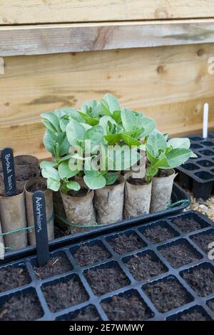 Modulare Samenschalen und Toilettenrollen mit breiten Bohnenpflanzen im kalten Rahmen im Winter/Frühjahr. Gemüseanbau in Großbritannien Stockfoto