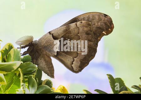 Polyphemus-Mottenmännchen, (Antheraea polyphemus) ventrale Ansicht auf grünem Laub in Houston, TX. Aus der riesigen Seidenmottenfamilie, die in Nordamerika gefunden wurde. Stockfoto