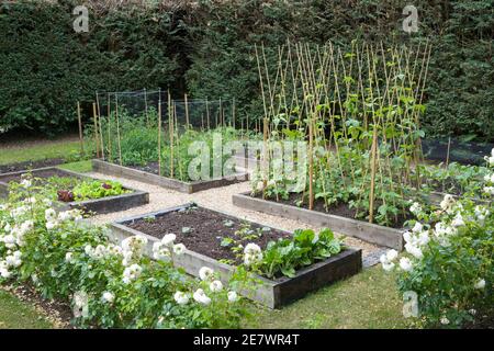 Selbst angebautes (selbst angebautes) Bio-Gemüse wächst in einem britischen Garten Im Frühling Stockfoto