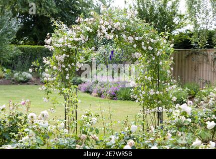 Strauchrosen und wandernde Rose auf einem Bogen in a UK Garten Stockfoto