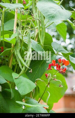 Runner Bohne Pflanze, Phaseolus coccineus, wächst mit Bohnen und Blume in einem Gemüsegarten, UK Garten Stockfoto