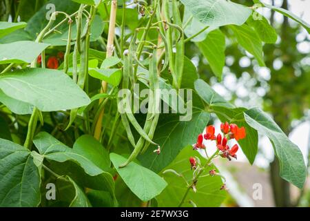 Runner Beans Phaseolus coccineus wächst auf einer Pflanze in einem Gemüsegarten, UK Garten Stockfoto