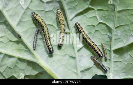 Gruppe von großen Kraut weißen Schmetterling Raupen (Pieris brassicae) Auf einem kohl rabi brassica Blatt in einem britischen Garten Stockfoto