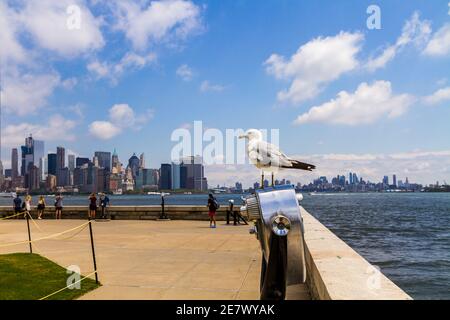 Ringelmöwe (Larus delawarensis) Stehen auf einem Fernglas am Meer auf Ellis Island Mit Touristen, die das Stadtbild von New York beobachten Stockfoto